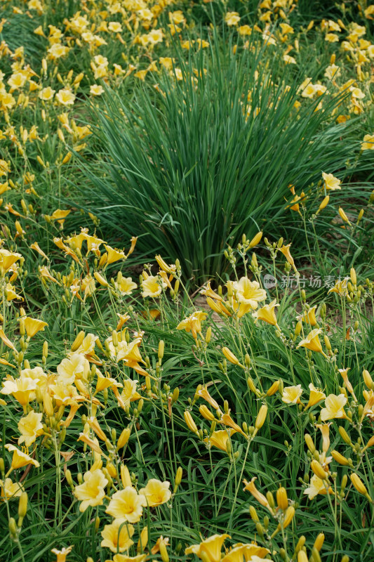 北京花乡公园萱草花