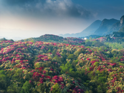 贵州毕节百里杜鹃景区杜鹃花开