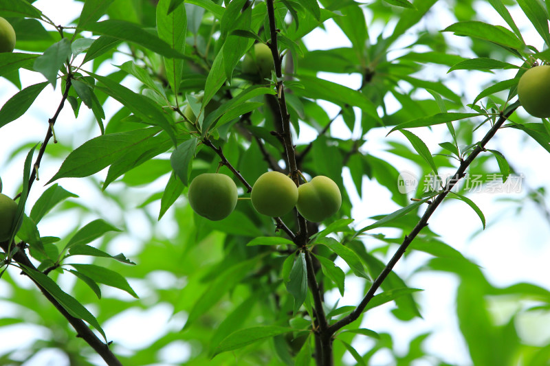 树上成熟的新鲜李子果实