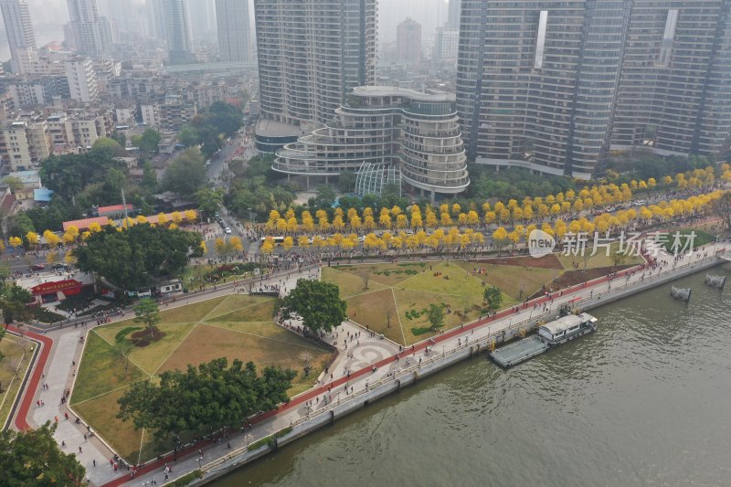 广州黄花风铃盛开市政绿化洲头咀公园航拍