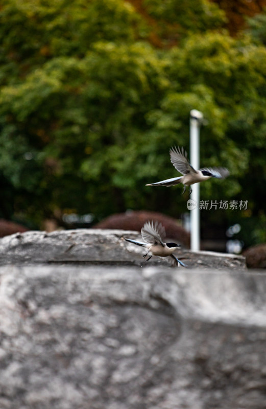 南京奉天门遗址石刻园内的石景与绿植景观