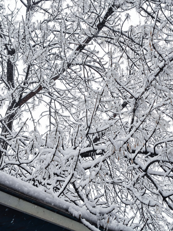 暴雪天银装素裹的树