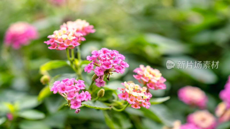 马缨丹开花特写