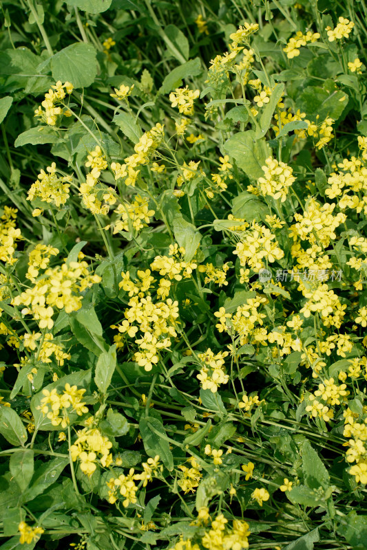 北京温榆河公园油菜花田