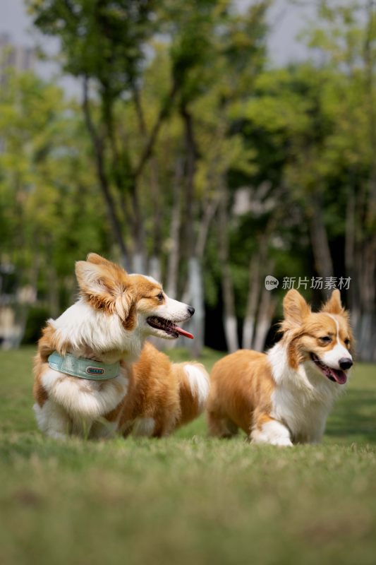 草地上奔跑的两只柯基犬