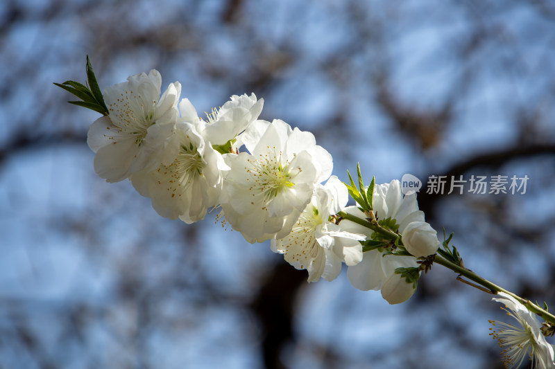 春天枝头绽放的白色桃花