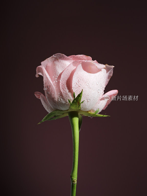 粉色背景上的一朵粉色玫瑰花特写