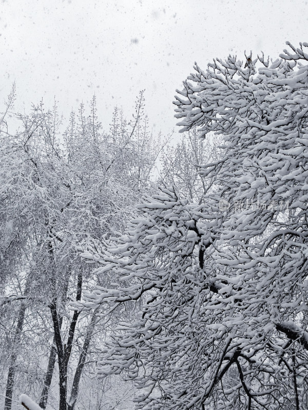 暴雪天银装素裹的树