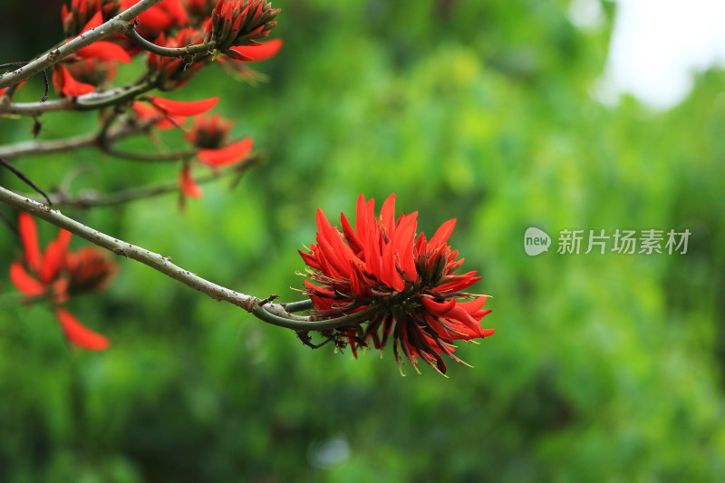 春天红色的龙牙花龙爪花开