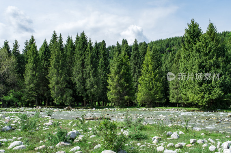 新疆伊犁恰西小溪边的原始森林