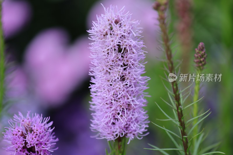 路边小花草