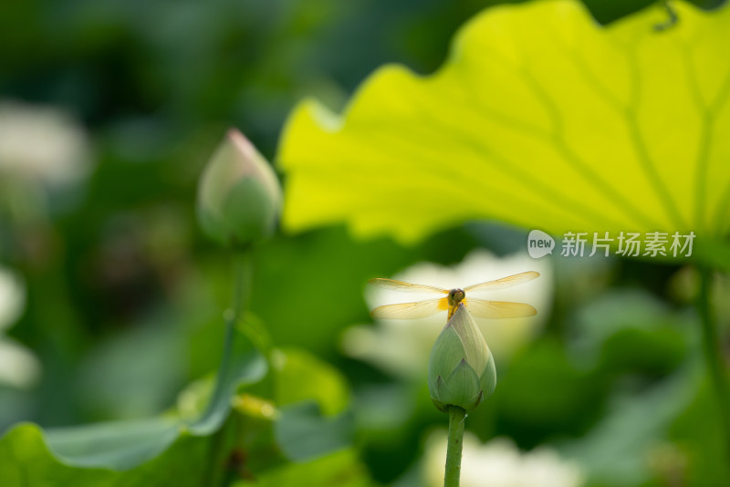 夏天池塘的荷花上的蜻蜓