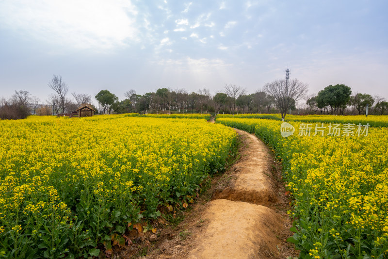 油菜花花海