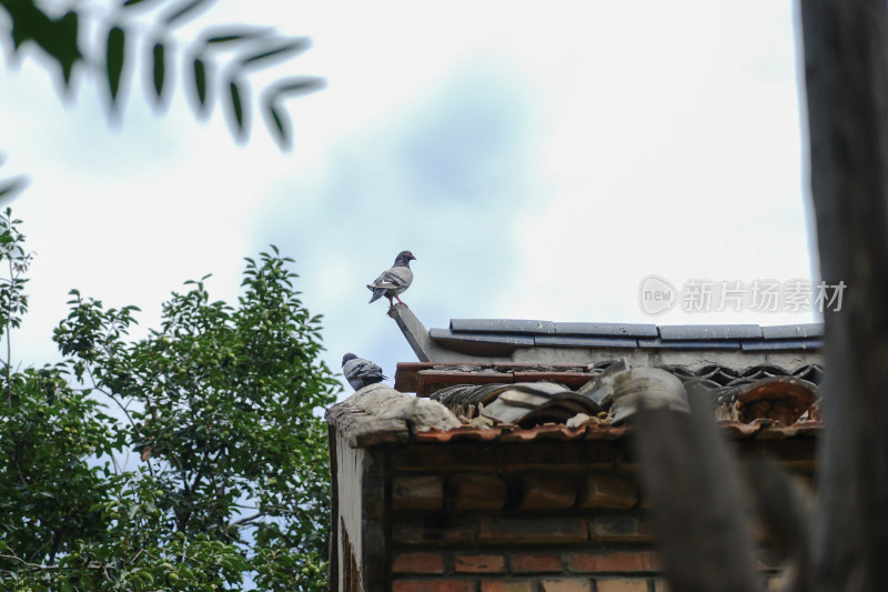 鸽子在屋顶休息