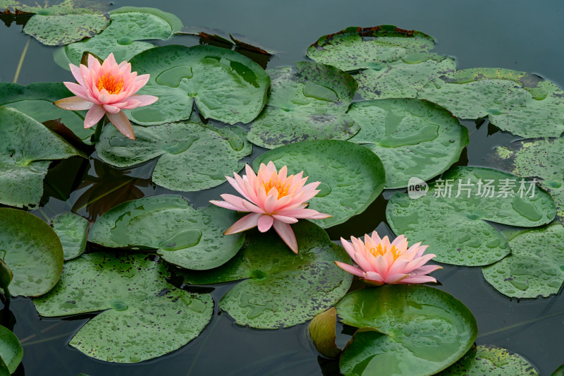 夏天睡莲开花