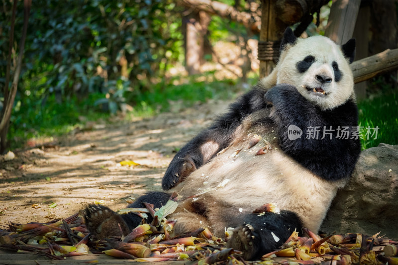 熊猫 国宝 成都 熊猫基地 呆萌 大熊猫