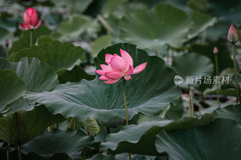 雨后荷花