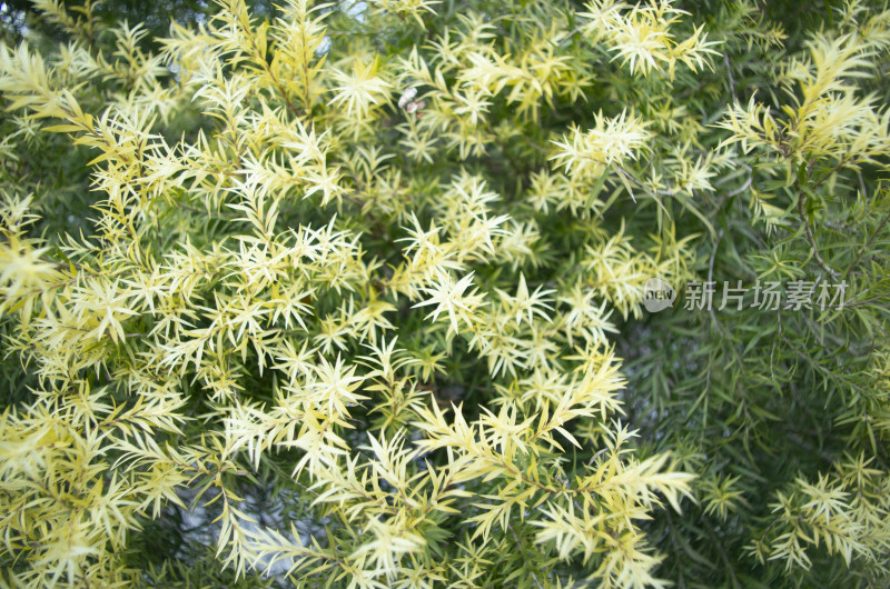 黄金串钱柳（植物背景）