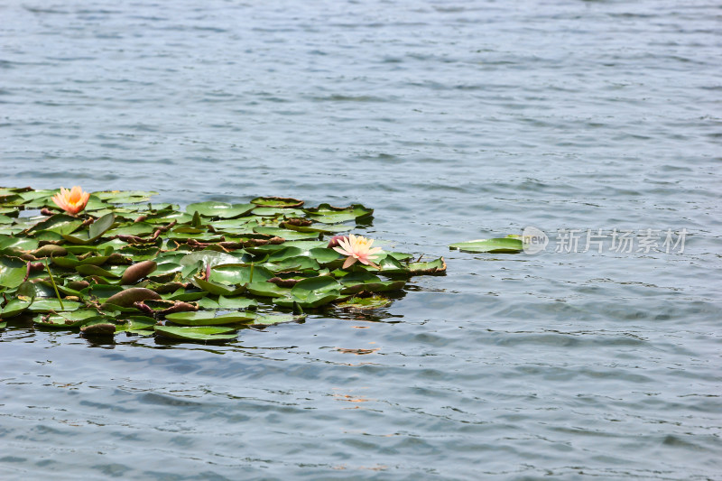 漂浮在湖面上的睡莲花