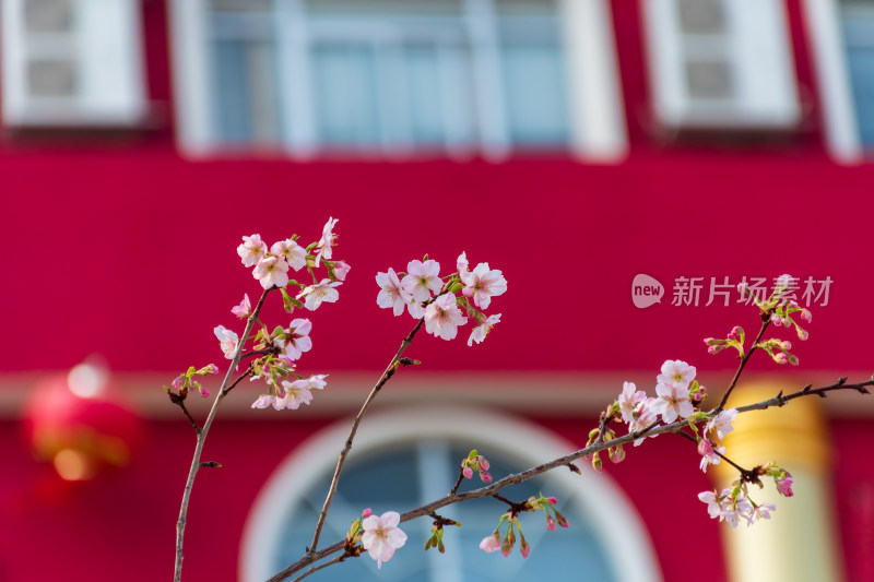 红色建筑前盛开的樱花树枝