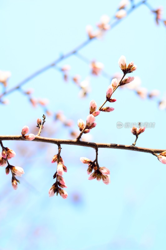 桃花花苞花蕊