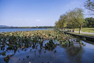 杭州西湖花港观鱼风景