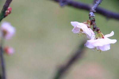 粉红梅花