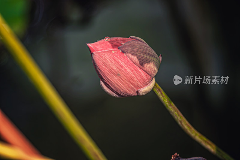 秋天池塘里的荷花