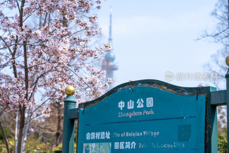 青岛中山公园樱花盛开的粉色樱花