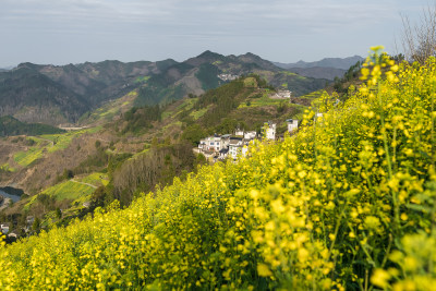 中国徽派建筑油菜花田