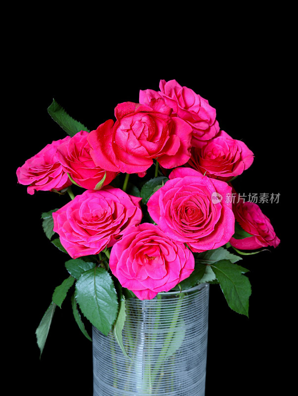 黑色背景上，花瓶里的一束红色玫瑰花