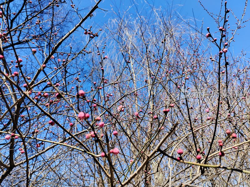 蓝天下树枝上长满梅花粉色花苞的景象