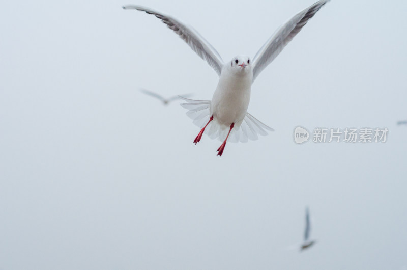 天空中一只展翅飞翔的海鸥