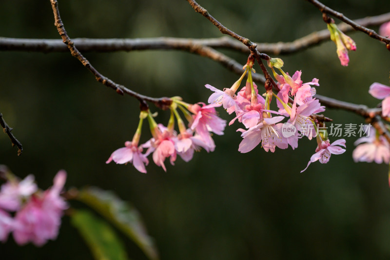 樱花特写拍摄