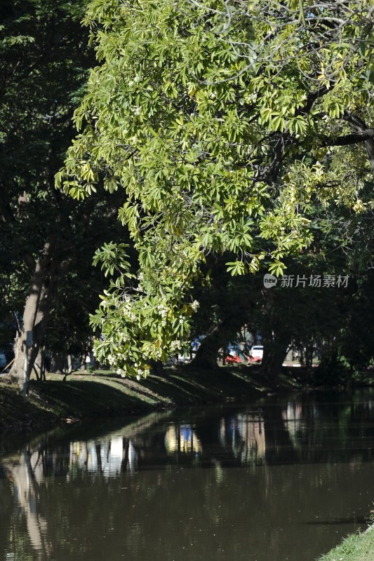 河边绿树倒影风景