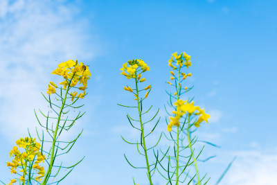 福州花海公园蓝天背景下的黄色油菜花