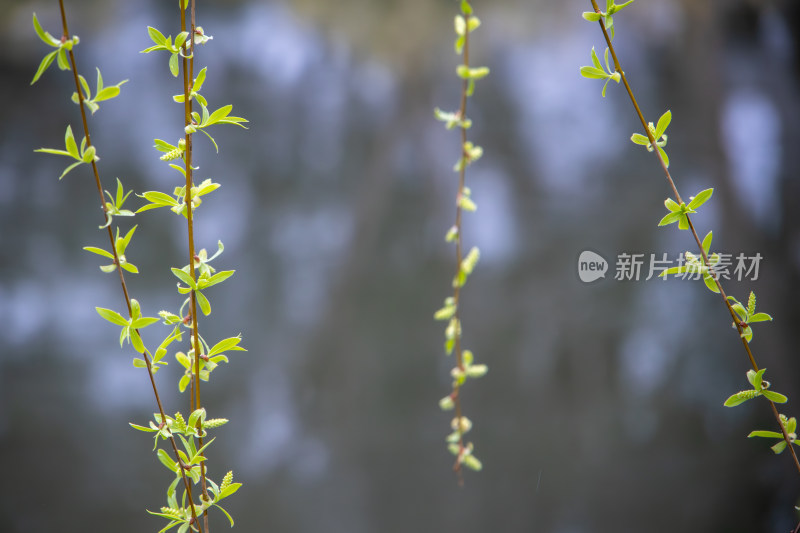 初春的嫩绿柳枝