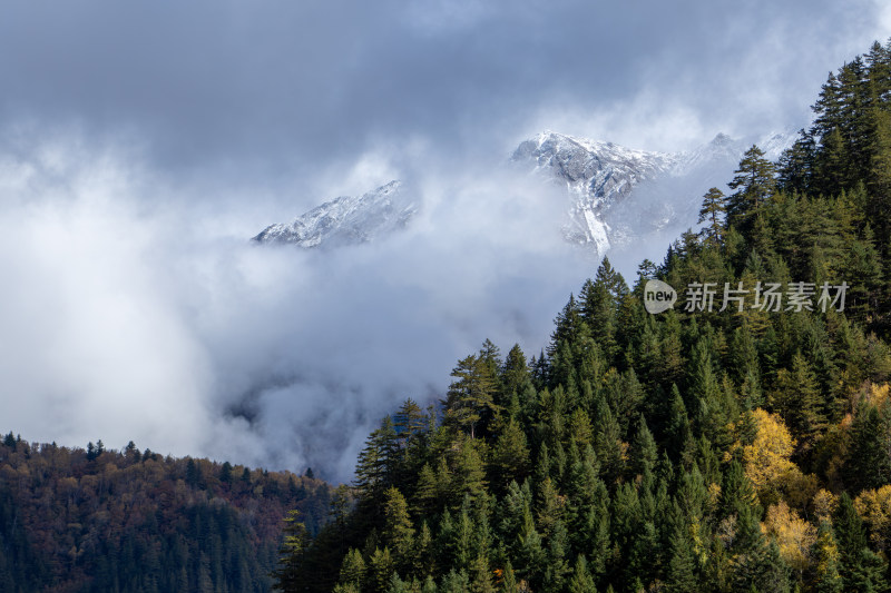 九寨沟秋色，云雾缭绕的雪山松林