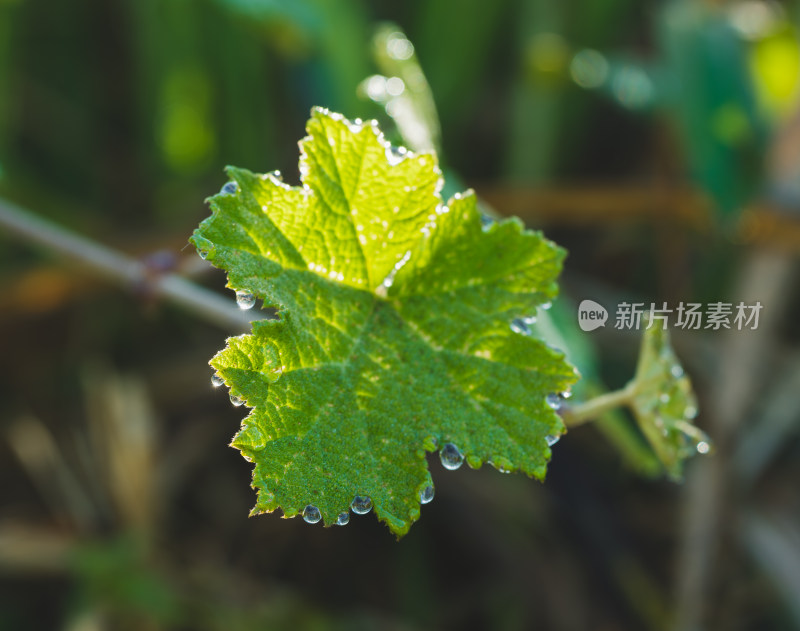 生长的植物叶子