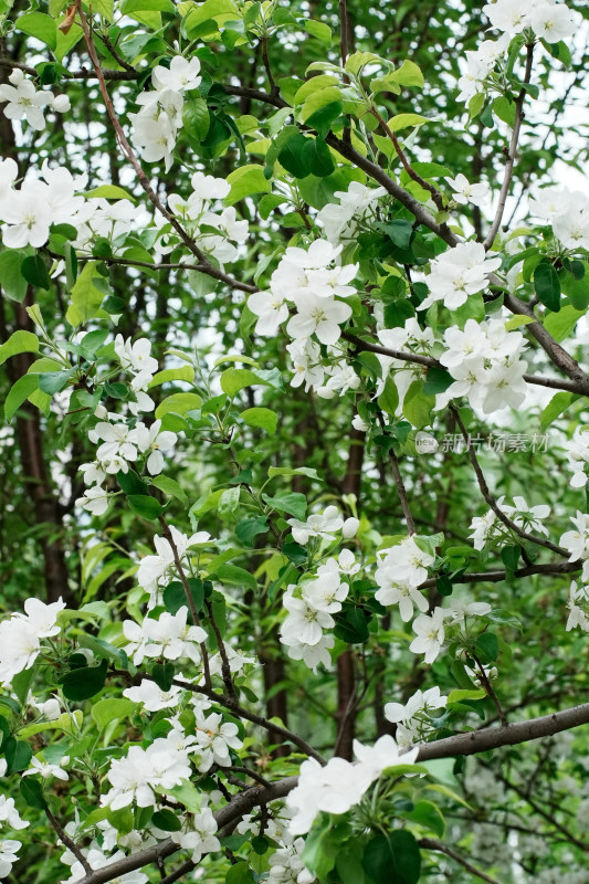 北京望和公园海棠