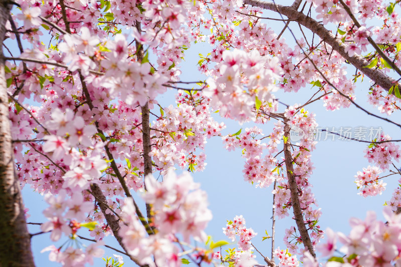 春日樱花季