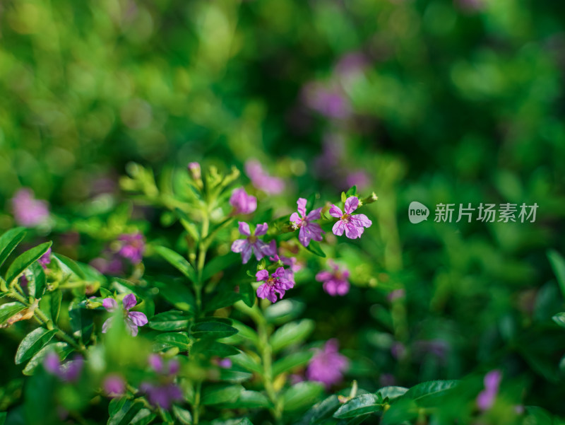 夏日小清新花草——萼距花