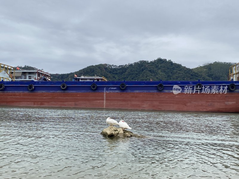 水面海鸟和一艘大船