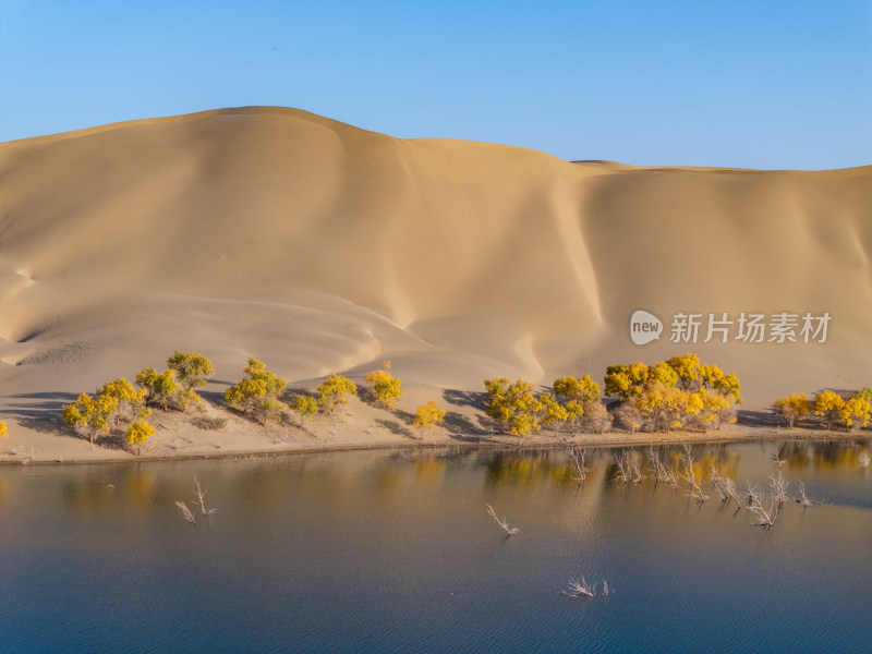 新疆巴州罗布湖塔塔秘境沙漠水上胡杨林航拍