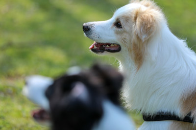 公园里玩耍的边境牧羊犬