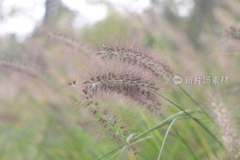 狼尾草特写