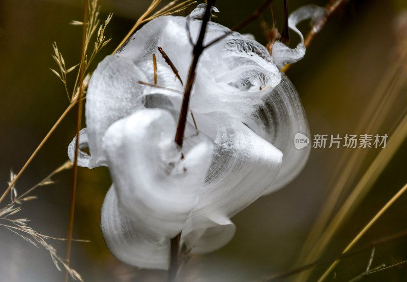 重庆酉阳：冻雨.冰花.鸟