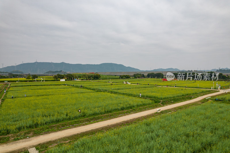 深圳光明欢乐田园油菜花田