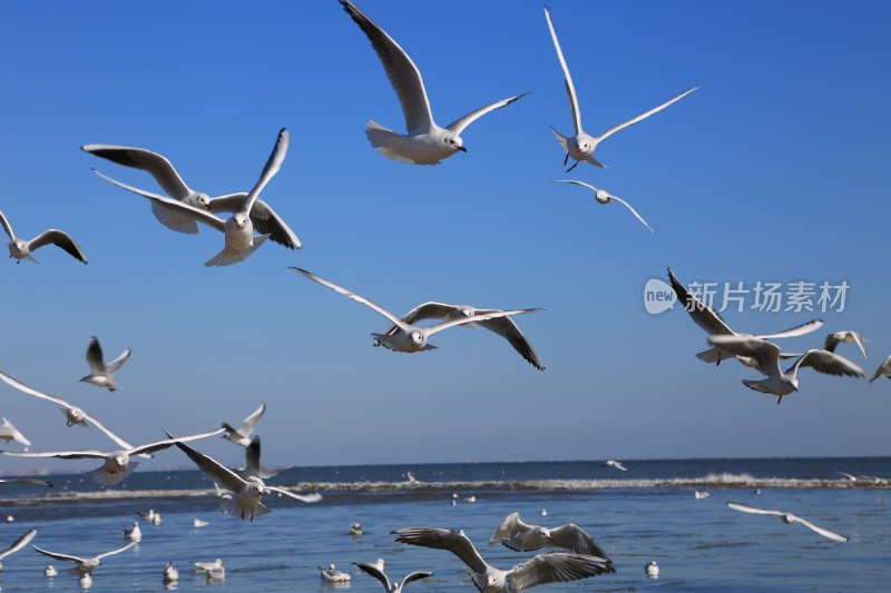 海边飞翔的海鸥群