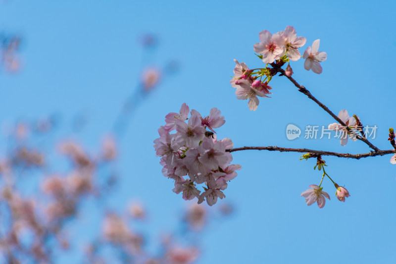 蓝天映衬下的粉樱花枝特写